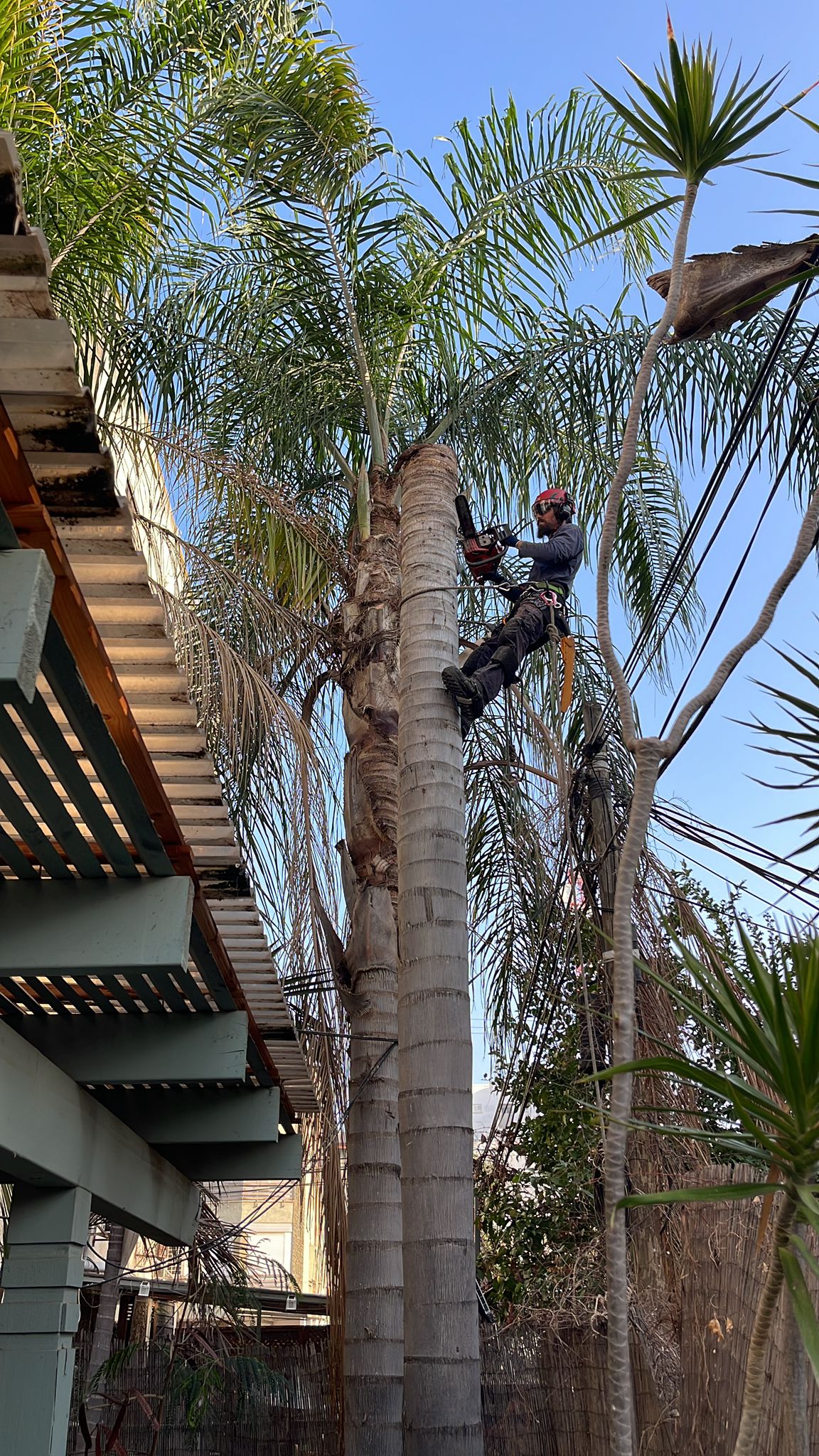 תחזוקת נוף